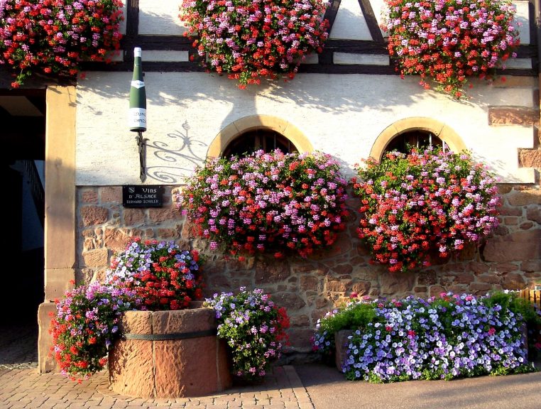 Flowers and wine in Alsace - French Immersion Homestay Thomas - Français Immersion