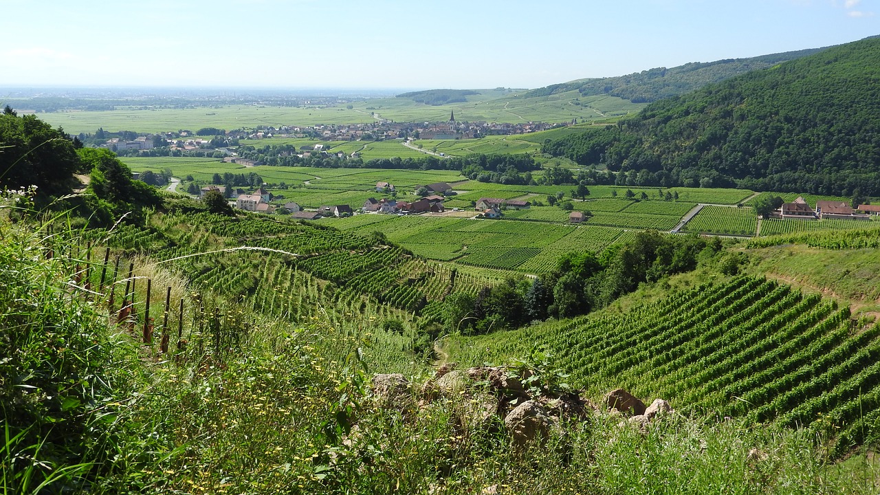 Alsace vineyards - French Immersion Homestay Thomas - Français Immersion